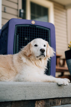 Dakota G3 Medium Framed Kennel-Dakota